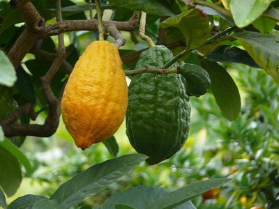 Citrus medica - Zedratzitronen pflegen und berwintern