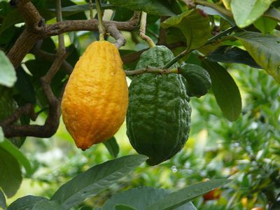 Citrus medica - Zedratzitronen pflegen und überwintern