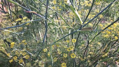 'Gewrzfenchel' ist meine Lieblingsnahrung, sagte die Raupe des Schwalbenschanzes!