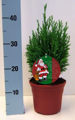 Weihnachtliche Scheinzypresse, Kegel-Scheinzypresse 'Ellwoodii' im roten Topf