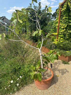 Hungerfeige, Feige im Topf, Wisley Garden England