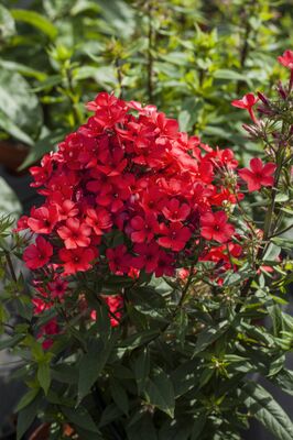 Phlox paniculata Flame-red, Staude, Pppel
