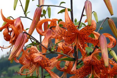 Lilien kaufen, Lilium martagon, lis martagon, acheter des lis, lys