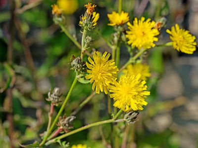 Habichtskraut: Wissenswertes &uuml;ber das kleine Wildgew&auml;chs