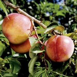 prunus salicina, japanische Pflaume, howard miracle, haward miracle
