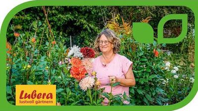 Dahlien schneiden für die Vase: Gartentipp für lange Stiele