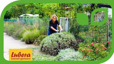 Lavendel schneiden: Anleitung fr den Frhjahrs- und Sommerschnitt