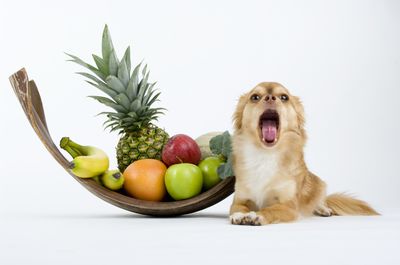 D&uuml;rfen Hunde Ananas essen?