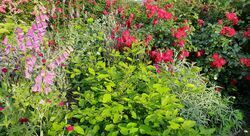 Bild zum Gartenstory Wettbewerb 2024
