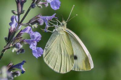 Kohlweissling Grosser, Pieris brassicae