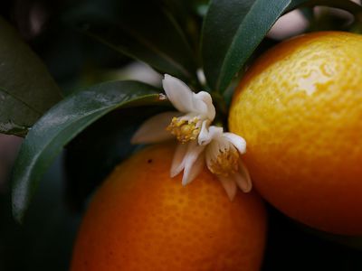 Fortunella margarita - Pflegetipps fr leckere Kumquats