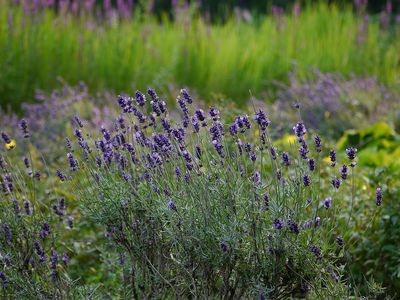 So wird Lavendel essbar - als Lavendel-Cupcakes