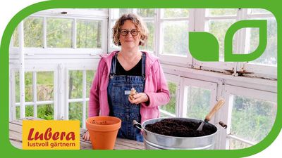 Ingwer anbauen: So einfach kannst du Ingwer im Topf kultivieren