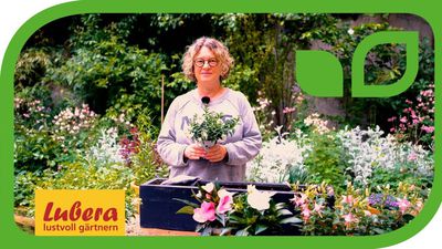 Balkonpflanzen für den Schatten: Sortentipps für schöne Pflanzungen