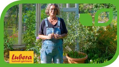 Video: 5 Gründe, warum ein Olivenbaum gelbe Blätter bekommt und was hilft