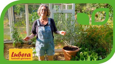 Video: Olivenbaum Blüte - Ratgeber und Pflege-Tipps für viele Blüten
