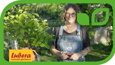 Video: Zitronenbaum schneiden - Schnittanleitung und Tipps