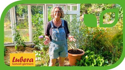 Video: Olivenbaum pflanzen - So kannst du in deinem Garten Oliven anpflanzen