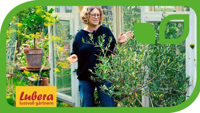 Video: Olivenbaum verliert Blätter - Tipps gegen den Blattabwurf