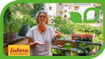 Urlaubsbewässerung Balkon: DIY-Tipps für Blumentöpfe und -kästen 