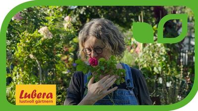 Video: Gelbe Blätter bei Rosen - Ursachen und Gegenmittel