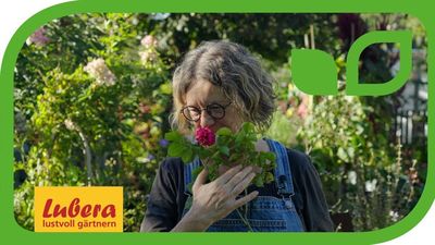 Video: Gelbe Bltter bei Rosen - Ursachen und Gegenmittel