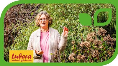Video: Hortensien schneiden - die Unterschiede zwischen Rispenhortensien, Bauernhortensien und Schneeballhortensien