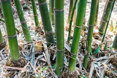Wie kann ich Bambus entfernen und dauerhaft vernichten?