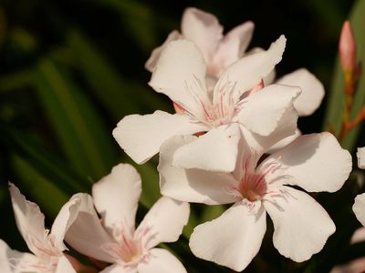Den Oleander düngen - gesunde Pflanzen, viele Blüten