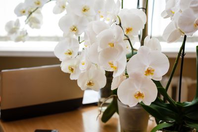 D&uuml;rfen Orchideen im Schlafzimmer stehen?