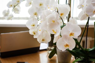 Dürfen Orchideen im Schlafzimmer stehen?