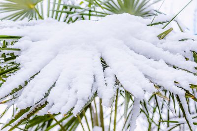 Winterharte Palmen - Diese Sorten eignen sich fr die berwinterung
