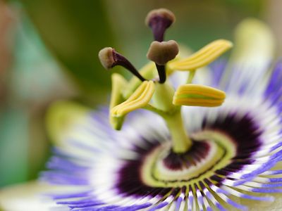 Passiflora - die schönsten Passionsblumen-Arten