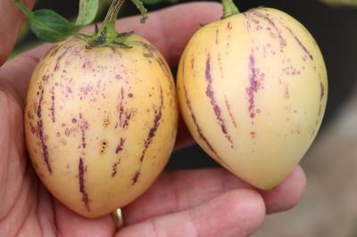 Pepino pflanzen, pflegen und ernten - Der Melonenbirnenratgeber von Lubera®