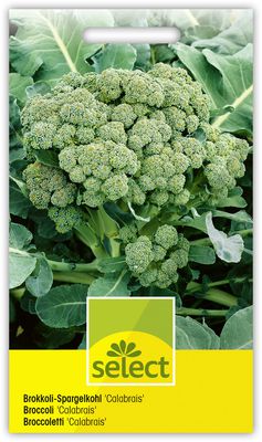 Broccoli-Spargelkohl 'Calabrais' früh