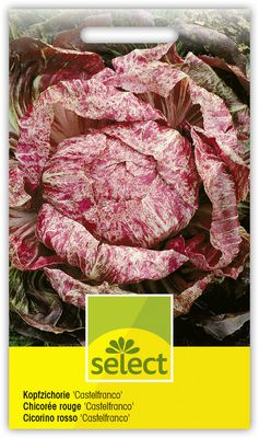 Kopfzichorie 'Castelfranco'