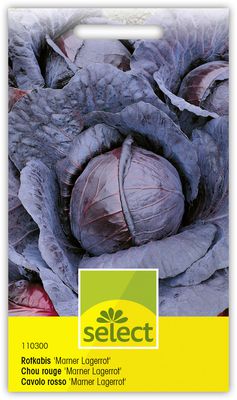 Rotkabis / Rotkohl 'Marner Lagerrot', spt