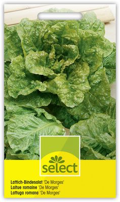 Lattich-Bindesalat 'De Morges' - Rmersalat