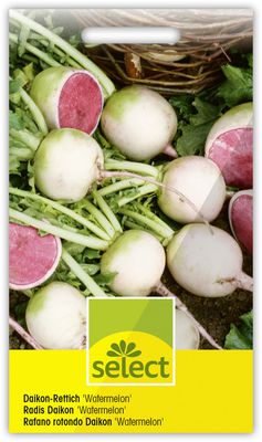 Daikon-Rettich Watermelon