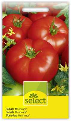 Tomate 'Marmande' Fleischtomate
