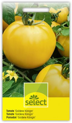 Tomate 'Goldene Königin' mittelfrüh