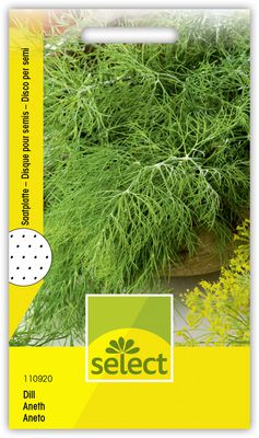 Dill, einjhrig Saatplatte