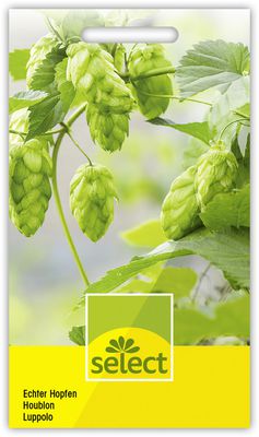 Echter Hopfen