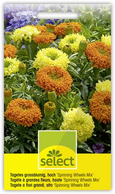 Tagetes grossblumig, hoch 'Spinning Wheels Mix'