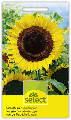 Sonnenblume 'Schnittwunder'