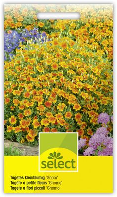 Tagetes kleinblumig  'Gnom'