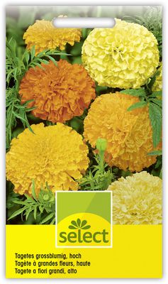 Tagetes grossblumig, hoch