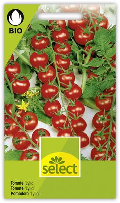 Bio VK Cherry-Tomate 'Lylia'