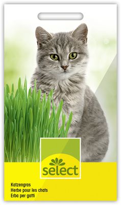 Katzengras