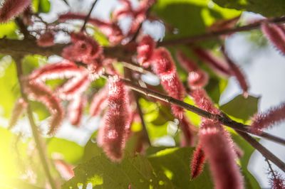 Katzenschwanzpflanze (Acalypha hispida) vermehren &amp; &uuml;berwintern